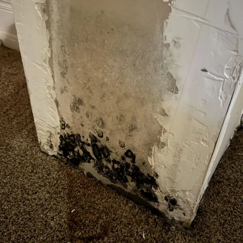 Professional Mold Removal in DeWitt County, TX